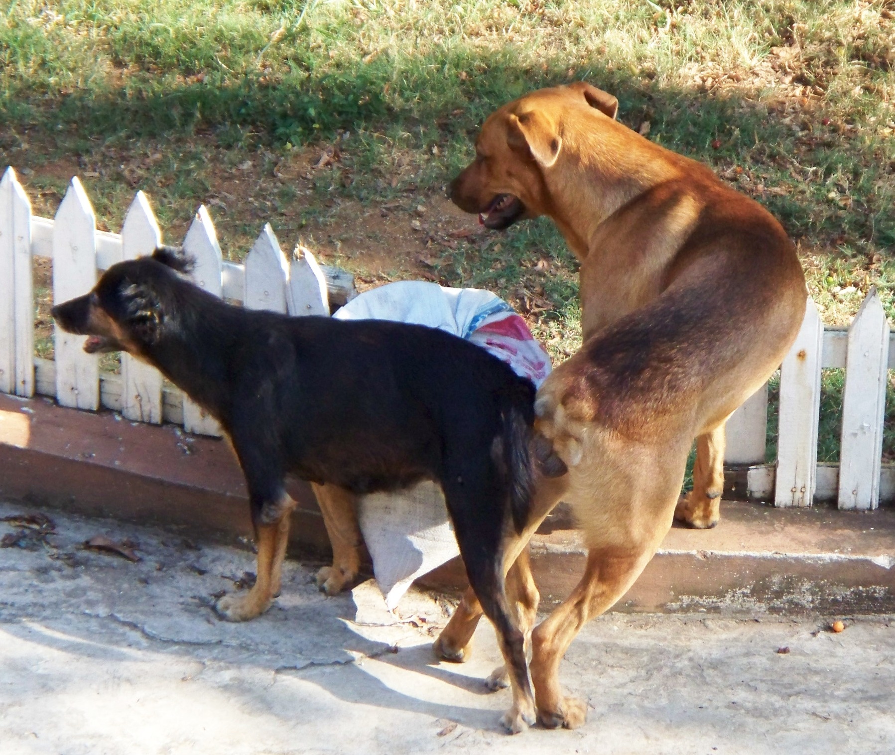 male dog mating with male dog