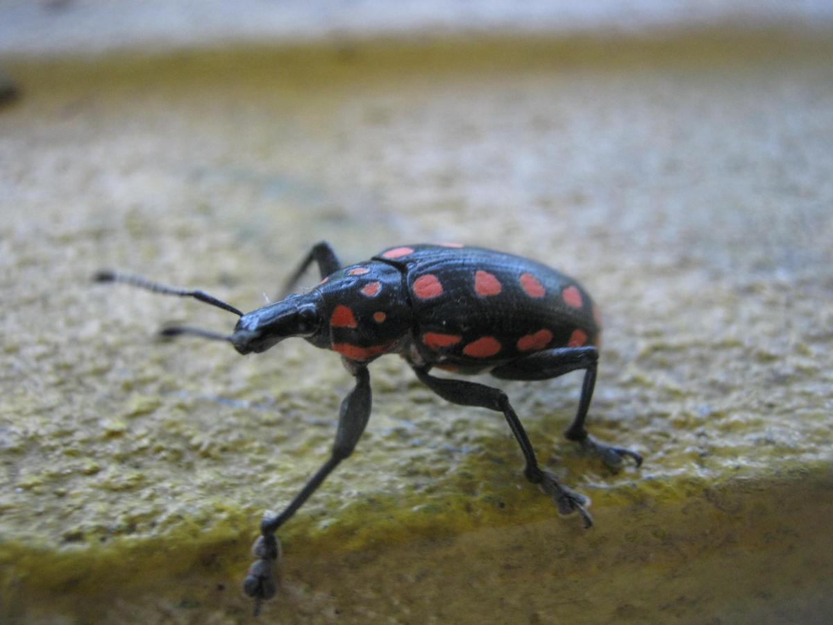 Mystery – Red Polka Dot Bug – Suz and Tell