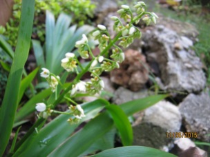 Palmita (Xiphidium caeruleum)