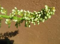 Palmita (Xiphidium caeruleum)