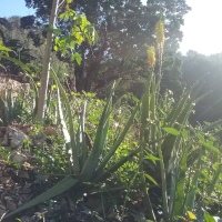 Flowering Aloe Vera In Sunshine