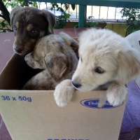 A Boxful Of Puppies